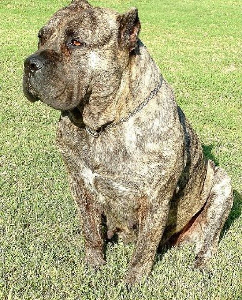 D&G'S VEGA (BELLA) 1