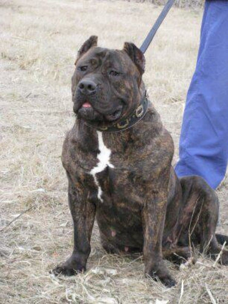 BOSS BULL CANARIO AZUMBA 1