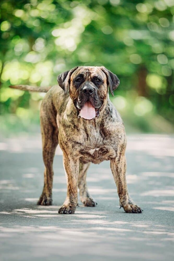 DIABOLIQUE BALUARTE DE LOS PERROS 1