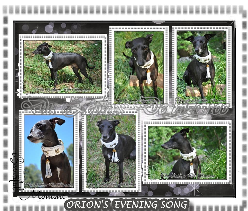 Orion's Evening Song 1
