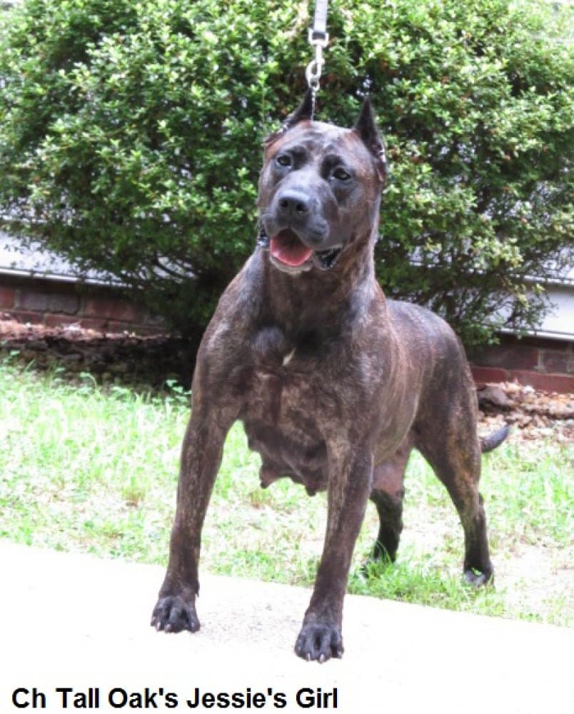 JESSIE GIRL OF TALL OAKS 1