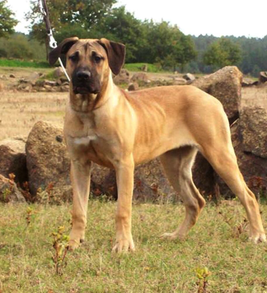 TRUENITA DE AULLAR CELTA 1