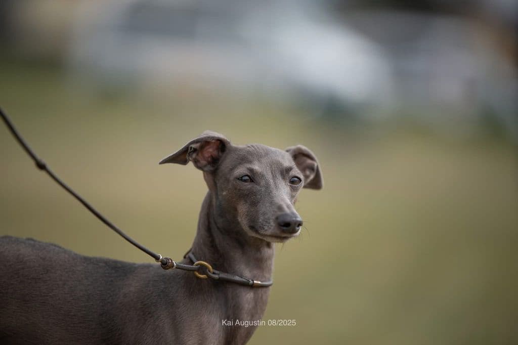 Xanthippe Super Charty 1