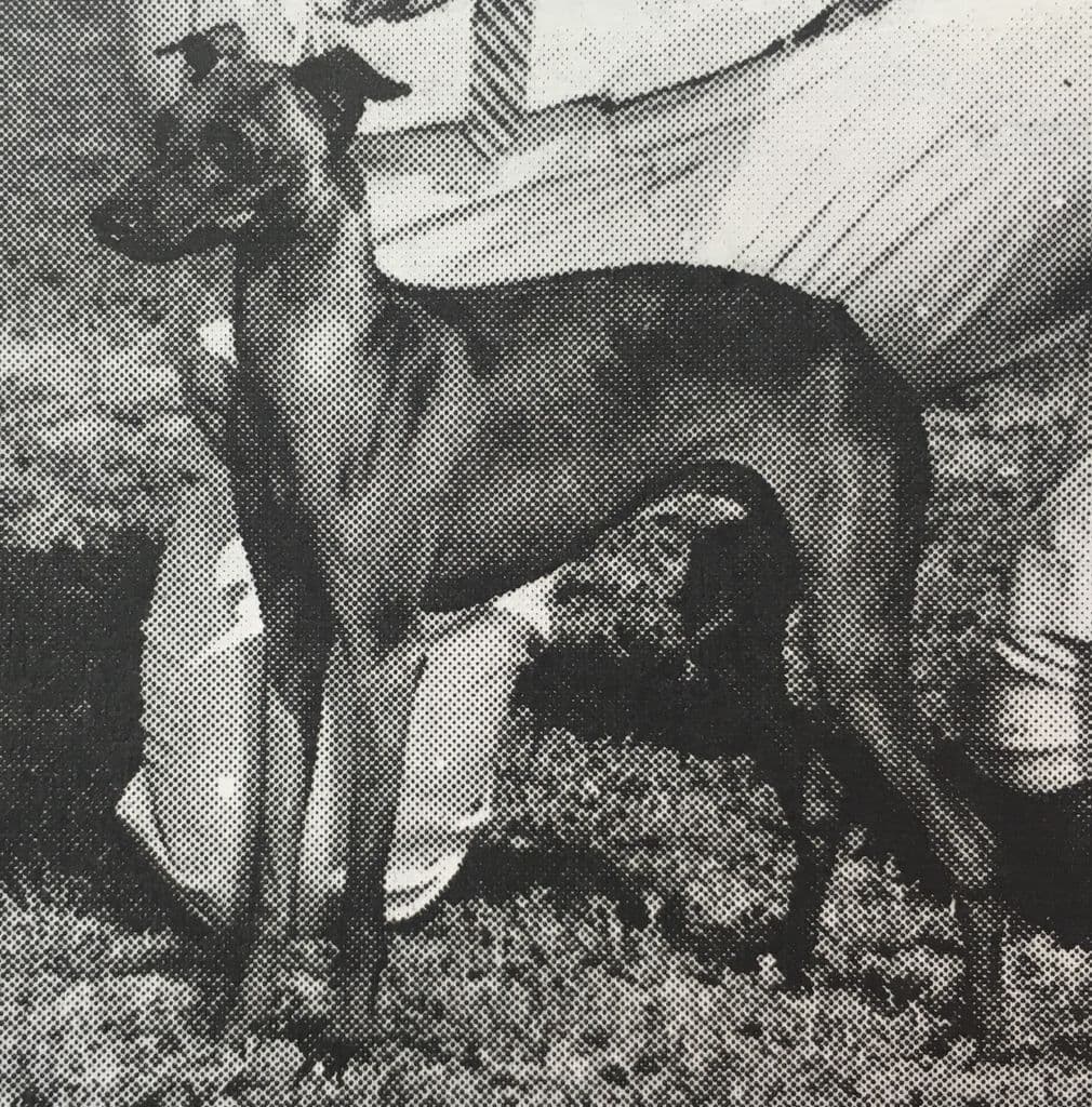Don Martino Of Jachelann 1