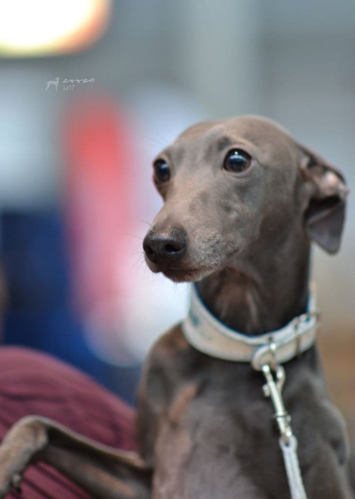Tino Il Fiero Is Noveles 1
