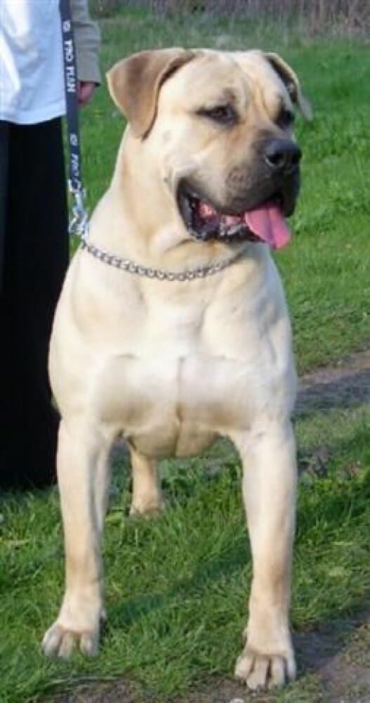 BOREAS EL PERRO DIABLO 1