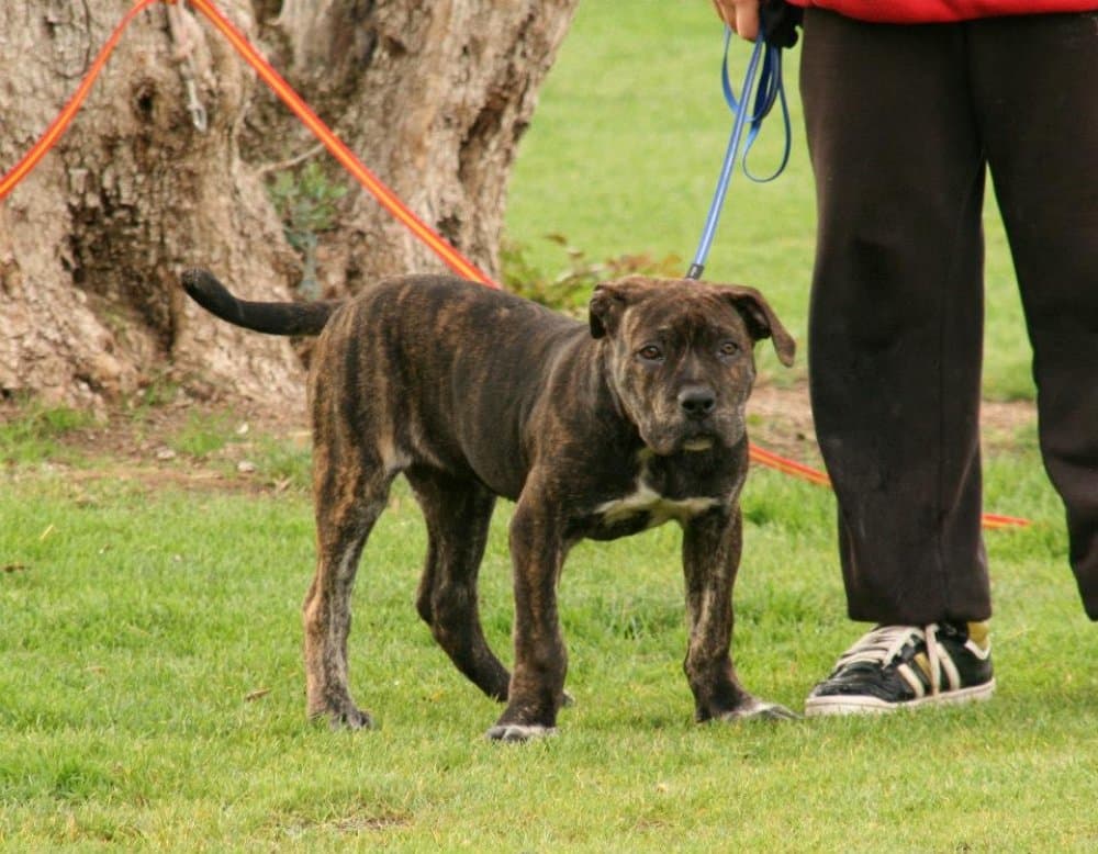 RAMONA DE KING ZULU 1