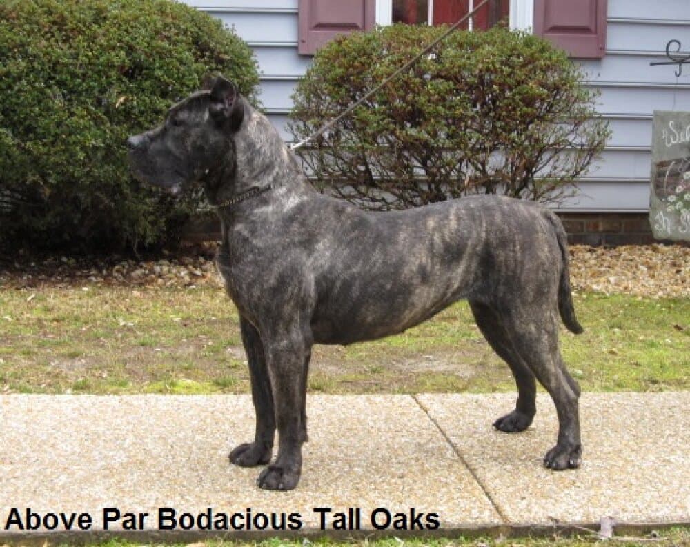 ABOVE PAR BODACIOUS OF TALL OAKS 1