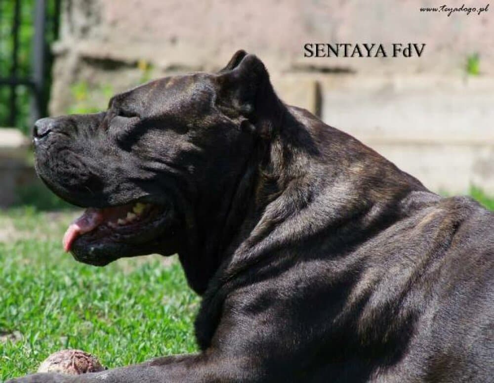 SENTAYA FUEGO DE VOLCANES 1