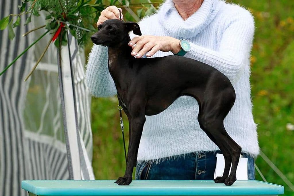 Dogcastle's Black Diamond 1