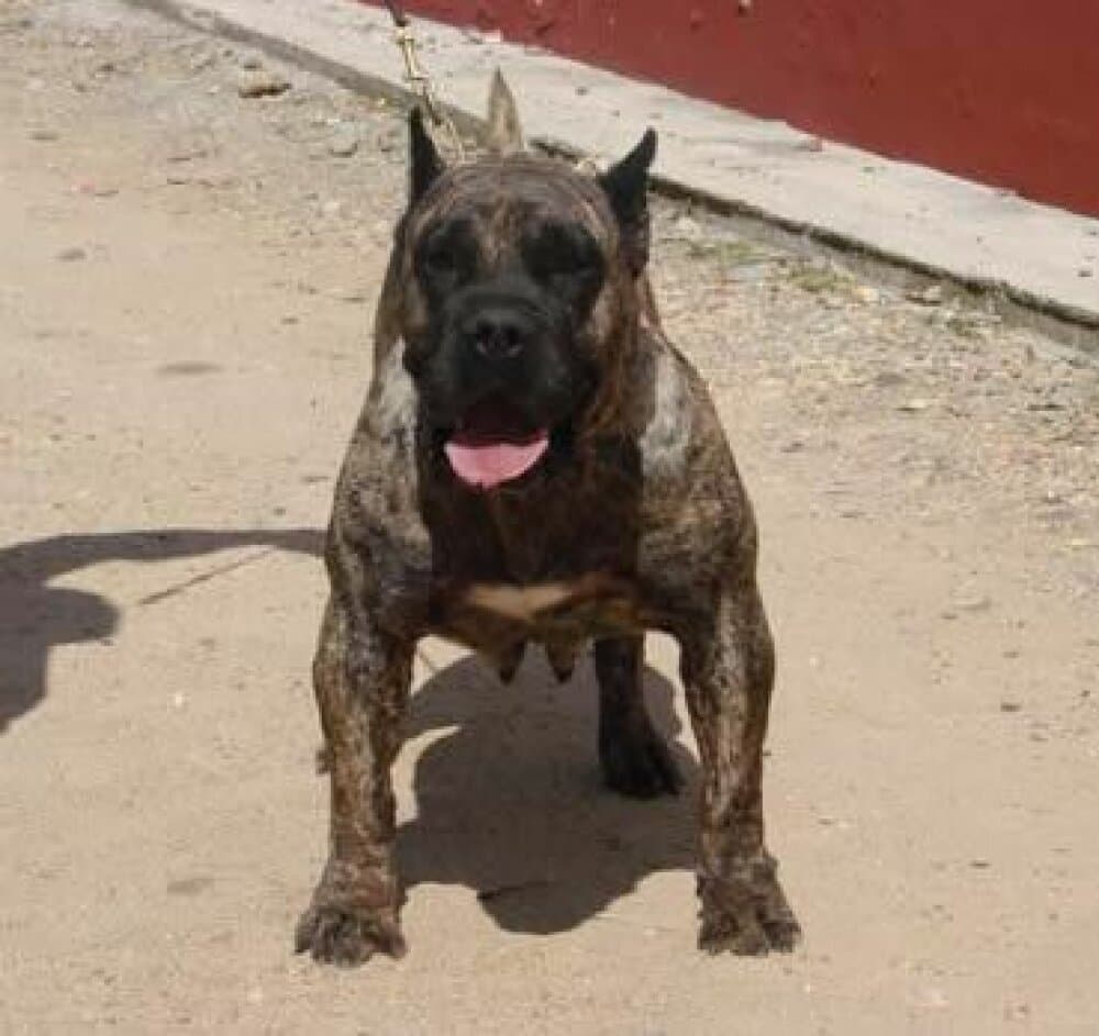 ZAGUNIS DE FENCING DOGS 1