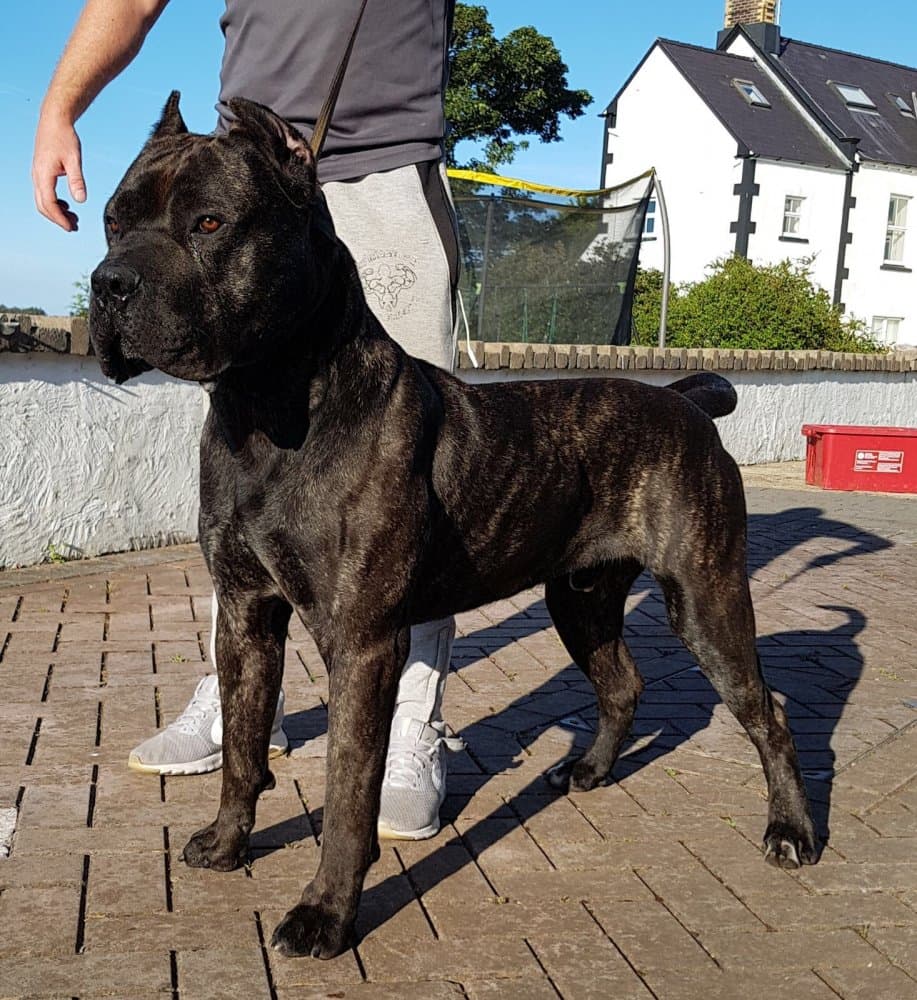 THOR DE MOZACAN BULL 1