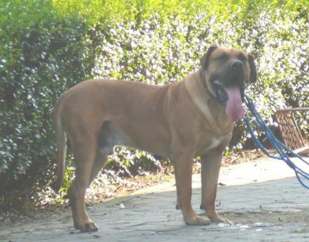 ARON VALACHIADOG 1