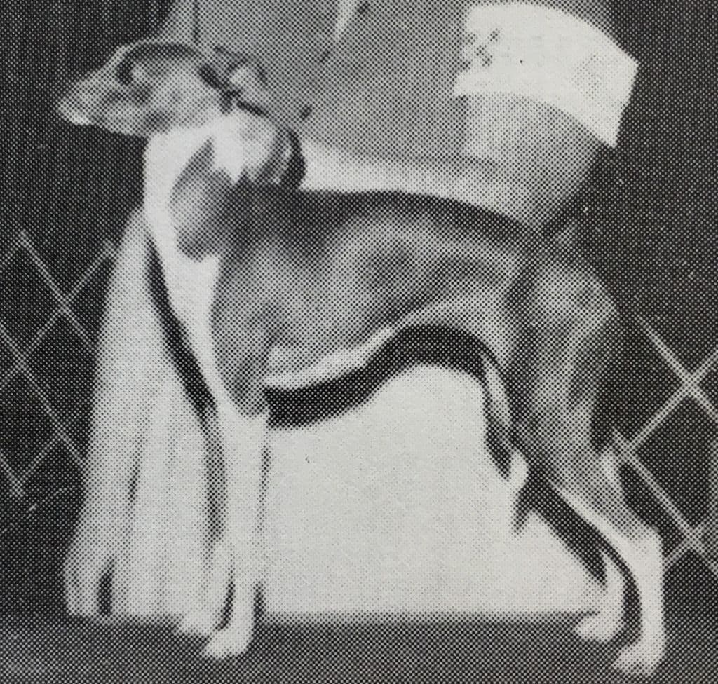 Ekc Royal Rosa Roman Princess 1