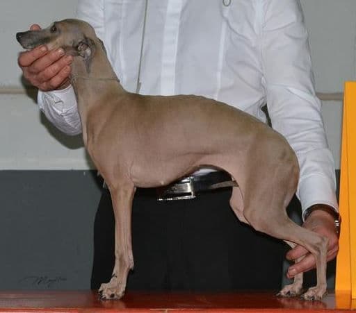 Karina Du Chien D'Ebène 1
