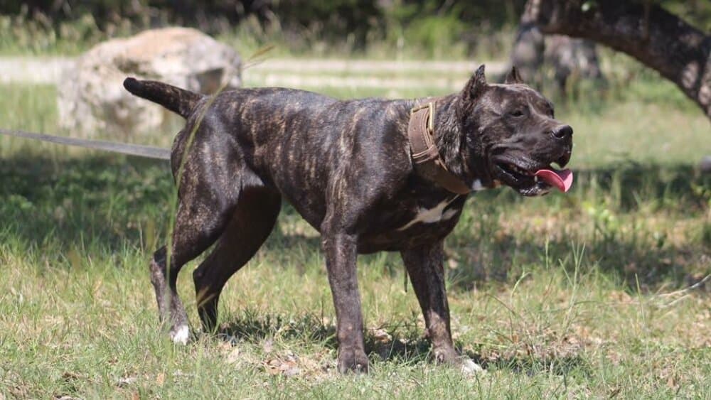 SAPHIRA DE PRESA MANIA 1
