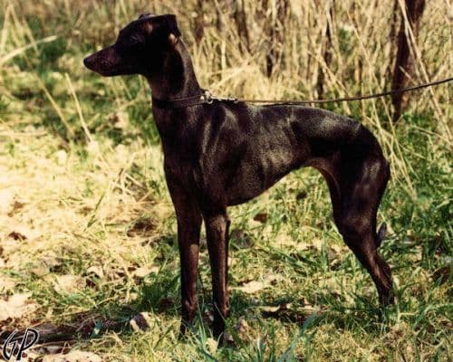 Damigella Italica 1