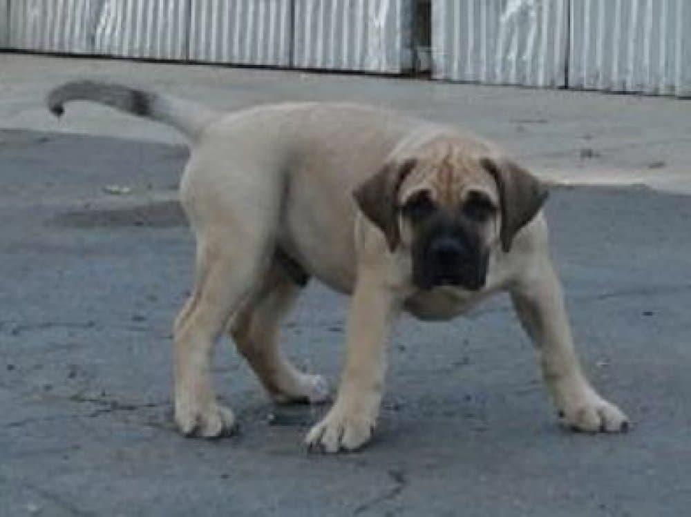 FISTO DE CARLOS ROSSI 1