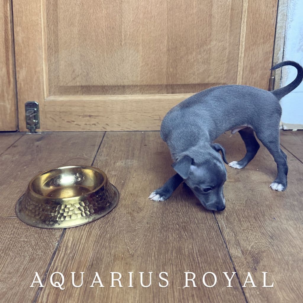 Aquarius Royal De La Squadra D'Elite 1