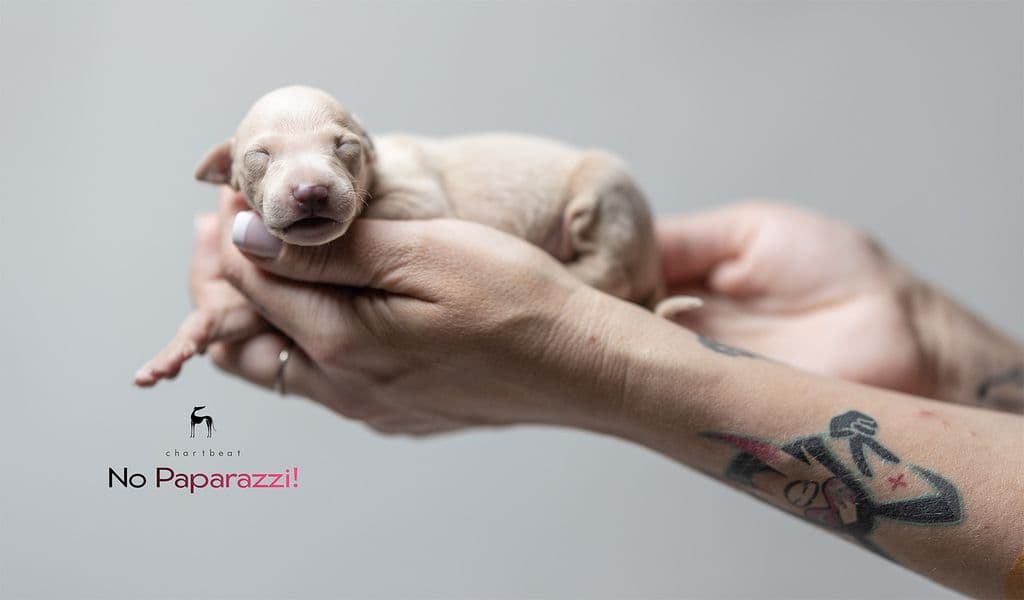 Chartbeat No Paparazzi! 1