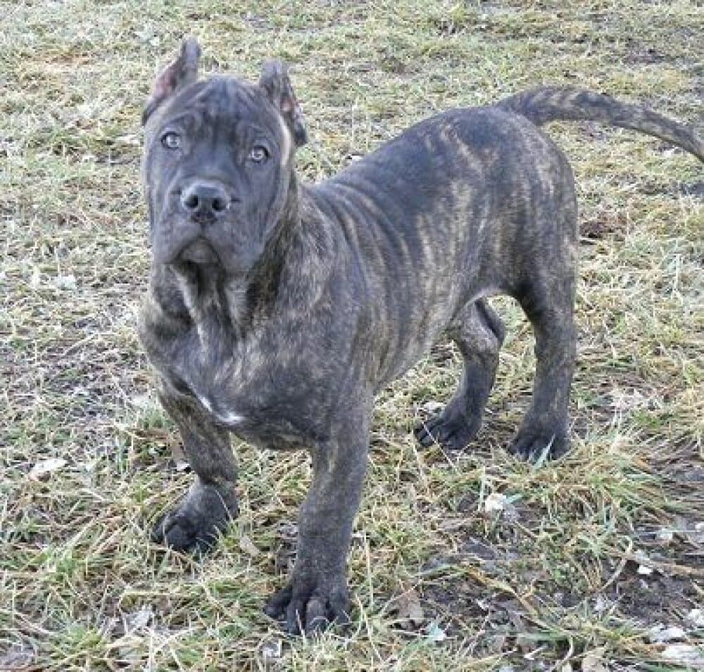 MID AMERICA K-9 ENZO 1