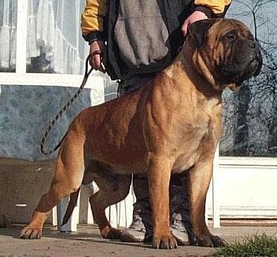 JOBULL'S FULL METAL JACKET