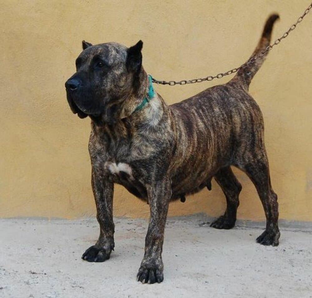 CARECA DE LA JACHA 1