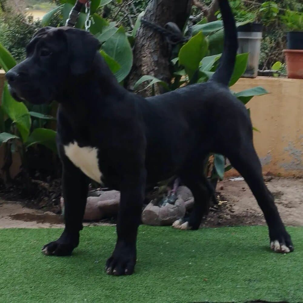 BADANA DE CRISDOCO 1