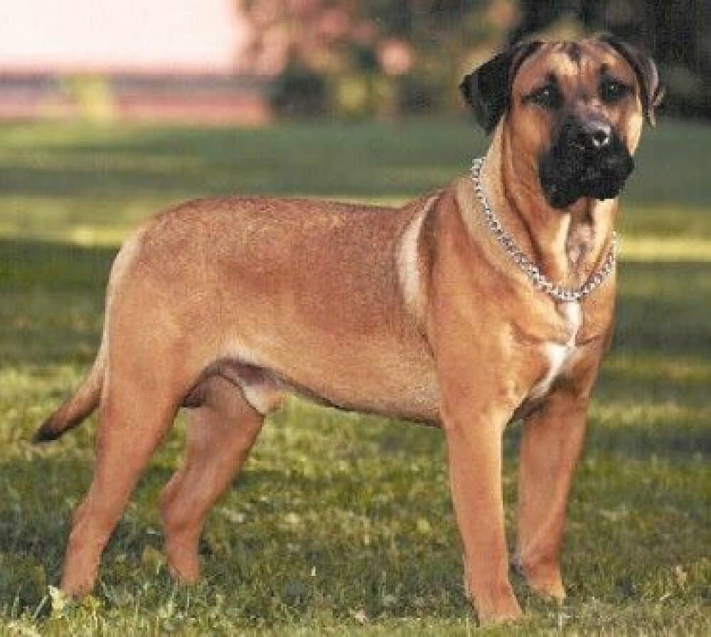 BRANCO EL PERRO DIABLO 1