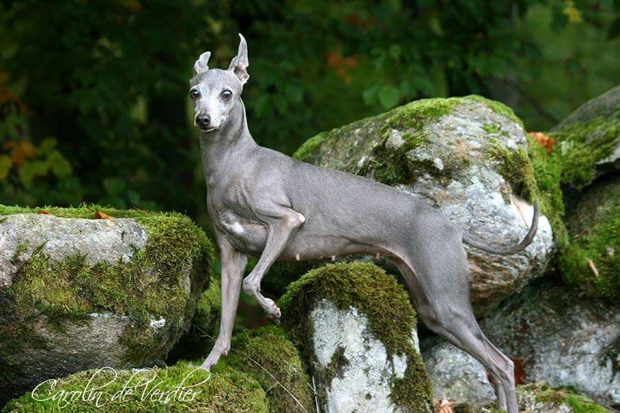 Hesve Beauty 1