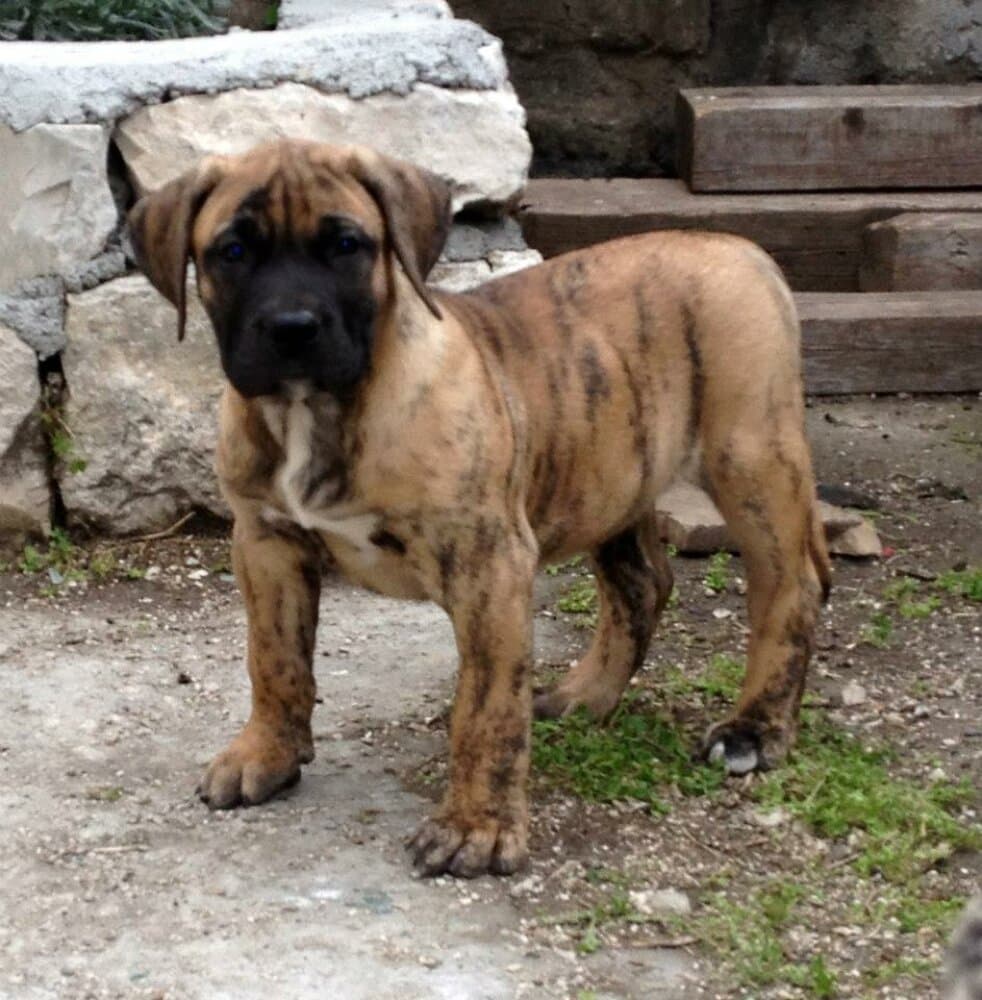 BRONCO CAN Y CERO 1