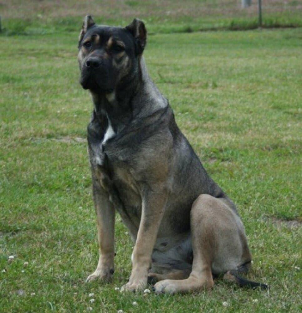 ZULA DE KING ZULU 1