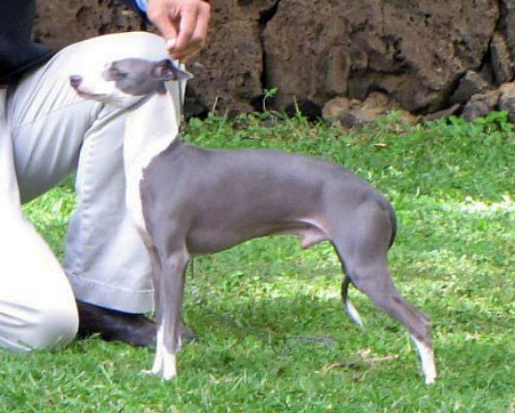 Marchwind Cherokee Brave 1