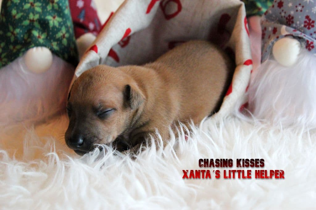 Chasing Kisses Xanta´s Little Helper 1