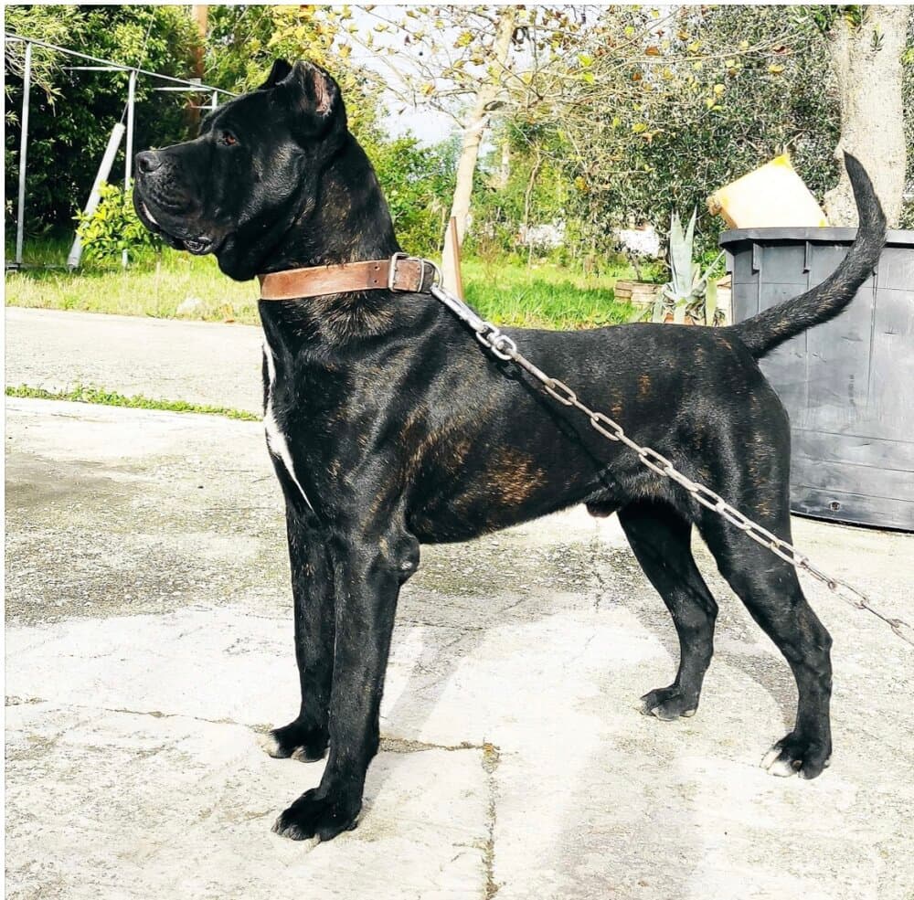 TORO DE SALONICA PRESA 1