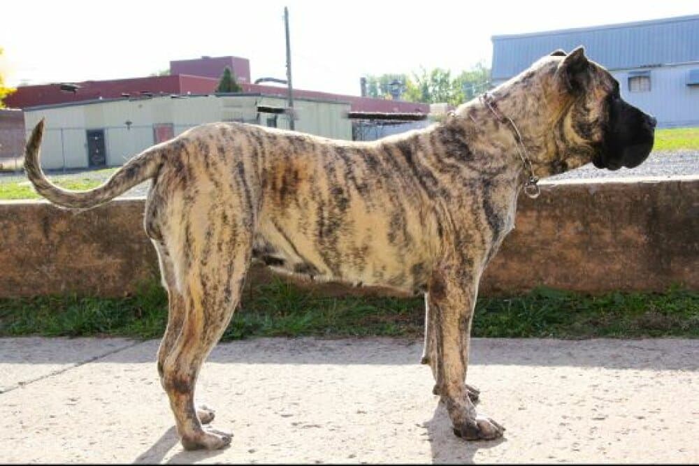 ANAGA DE ABORIGEN DE ATGUAXONA 1