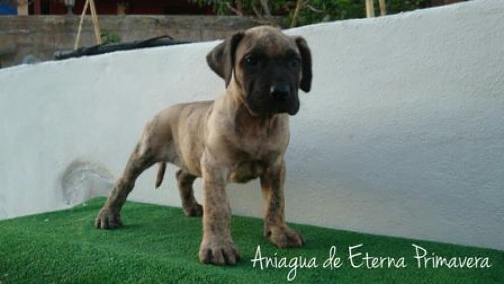 ANIAQUA DE ETERNA PRIMAVERA 1