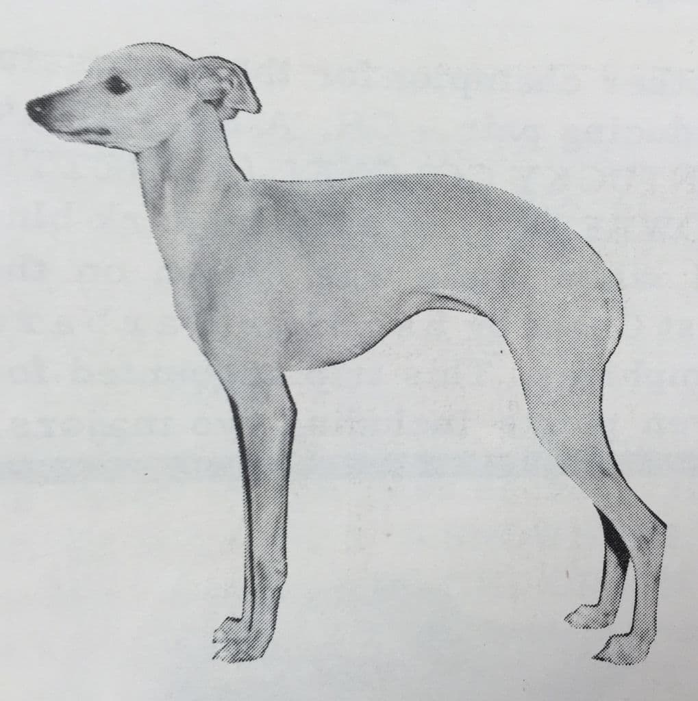 Hilador Caramella 1