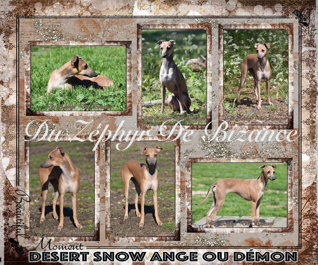 Desert Snow Ange Ou Demon 1