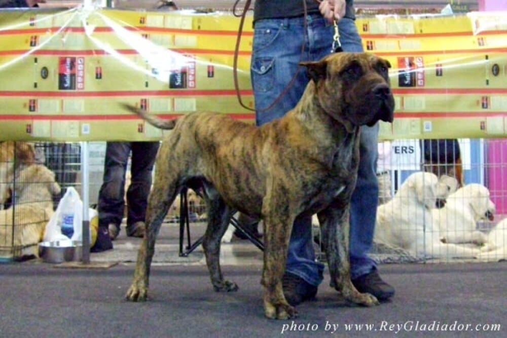 MANGO DE BARNACAN BULL 1