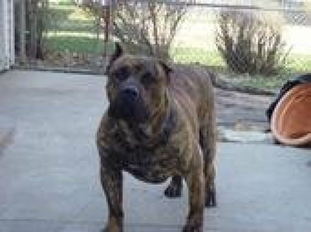 JASEL DE BARNACAN BULL (KONYO) 1