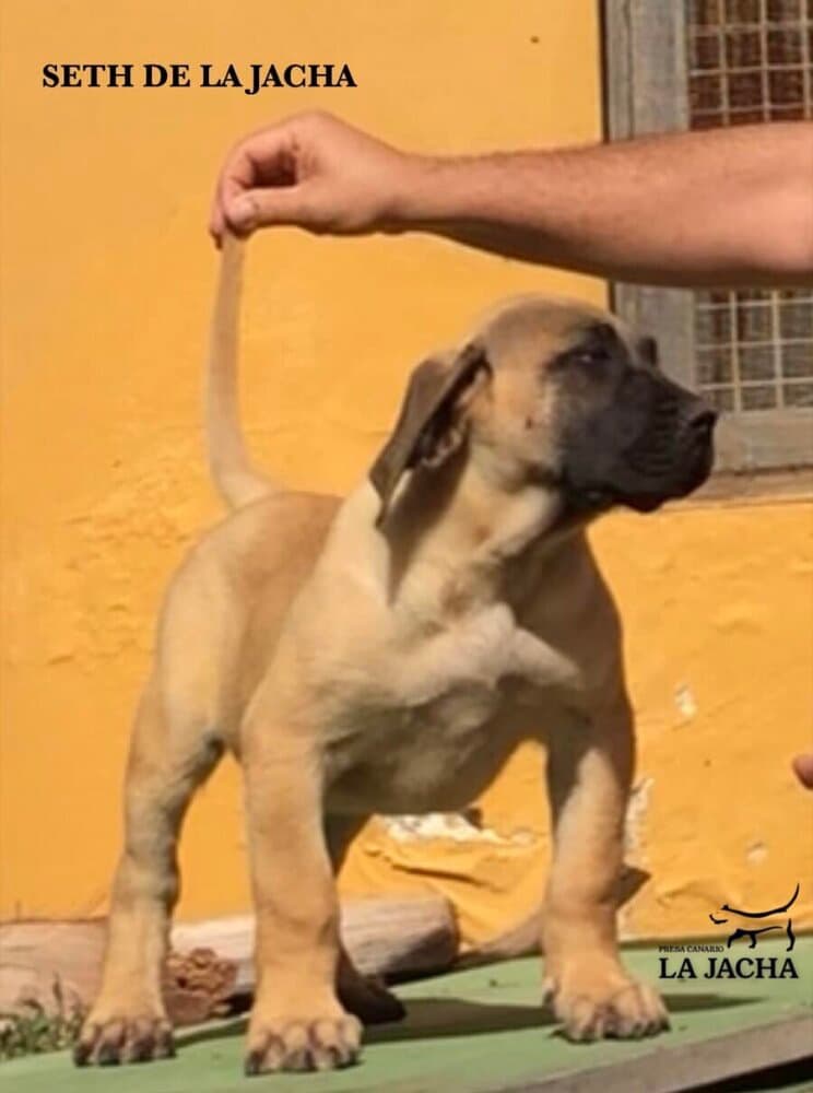 SETH DE LA JACHA 1