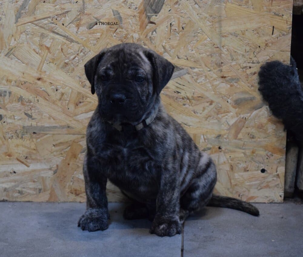 THORGAL SIN CORTE 1