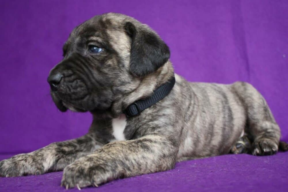 BOSS BULL CANARIO ROCK 1
