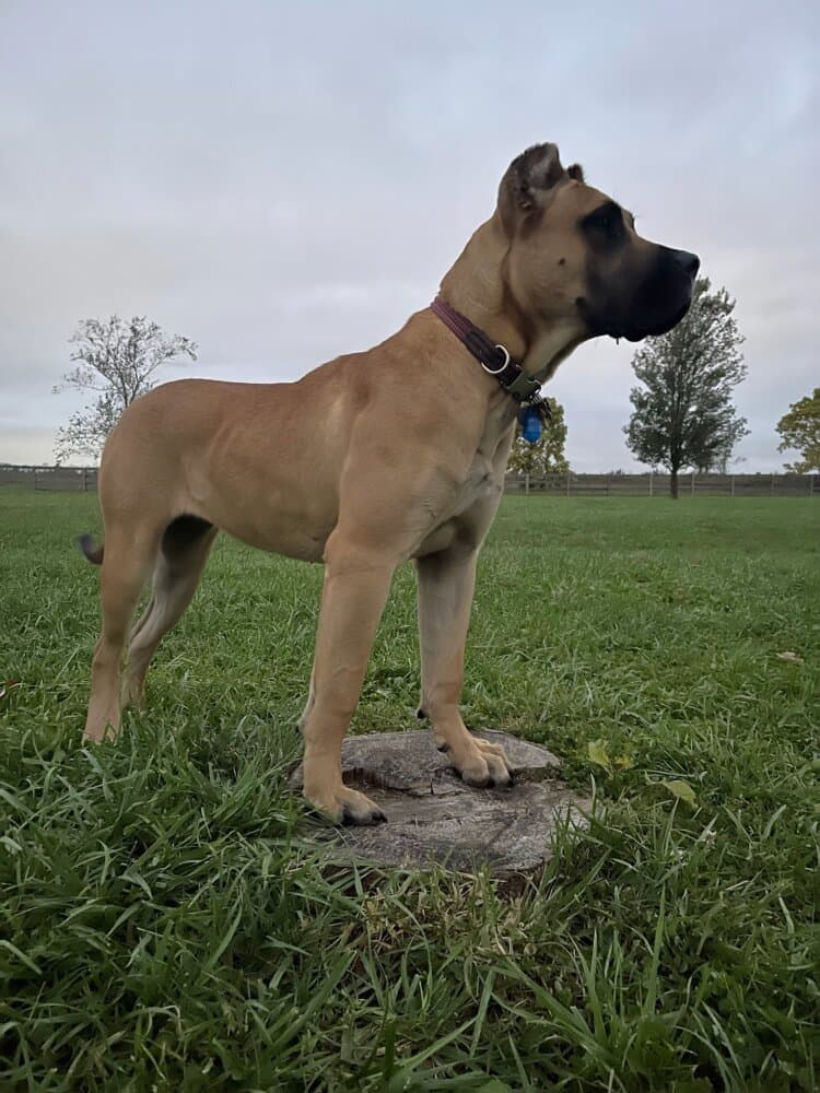 WILLOW OF THUNDER RIDGE 1