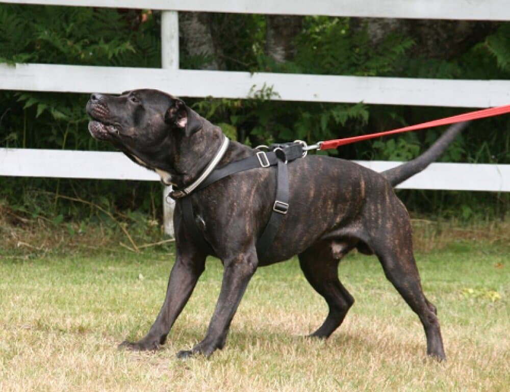 ANTARES K9 MADNESS 1