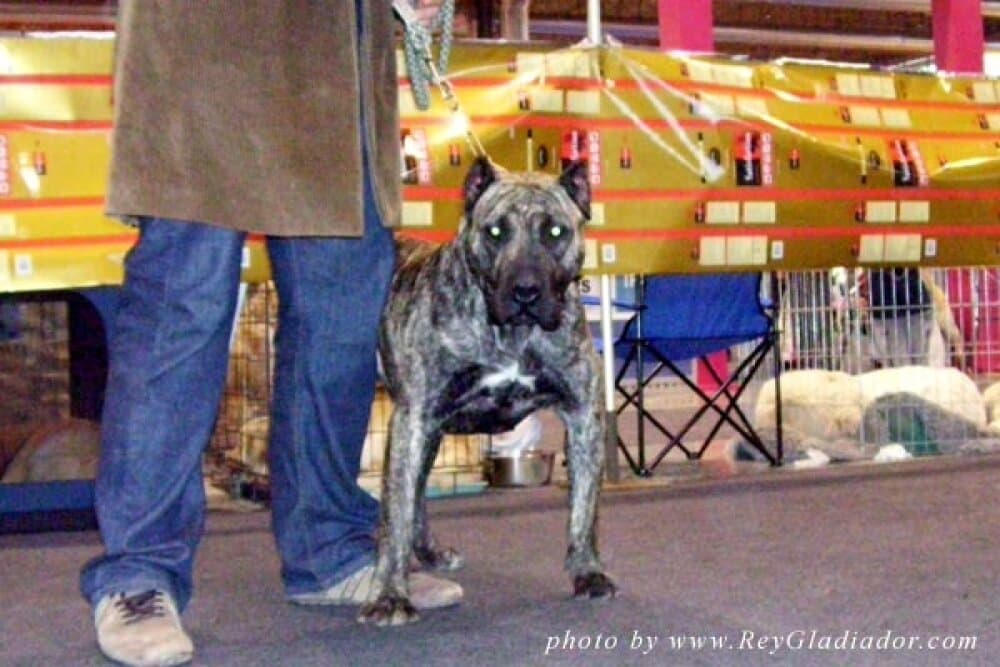 TROYA DE CRISDOCO 1