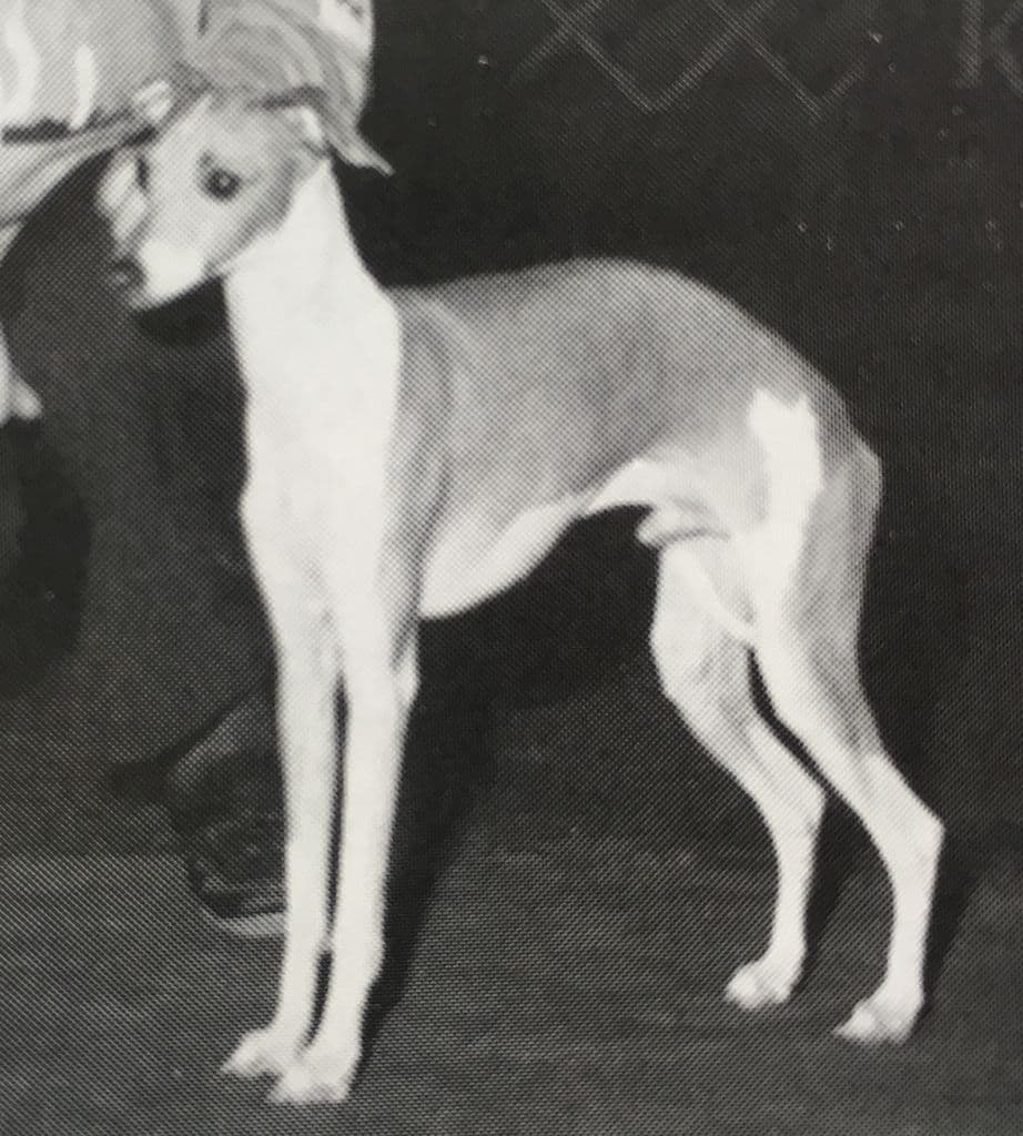 Starlite Mr Good Boy 1