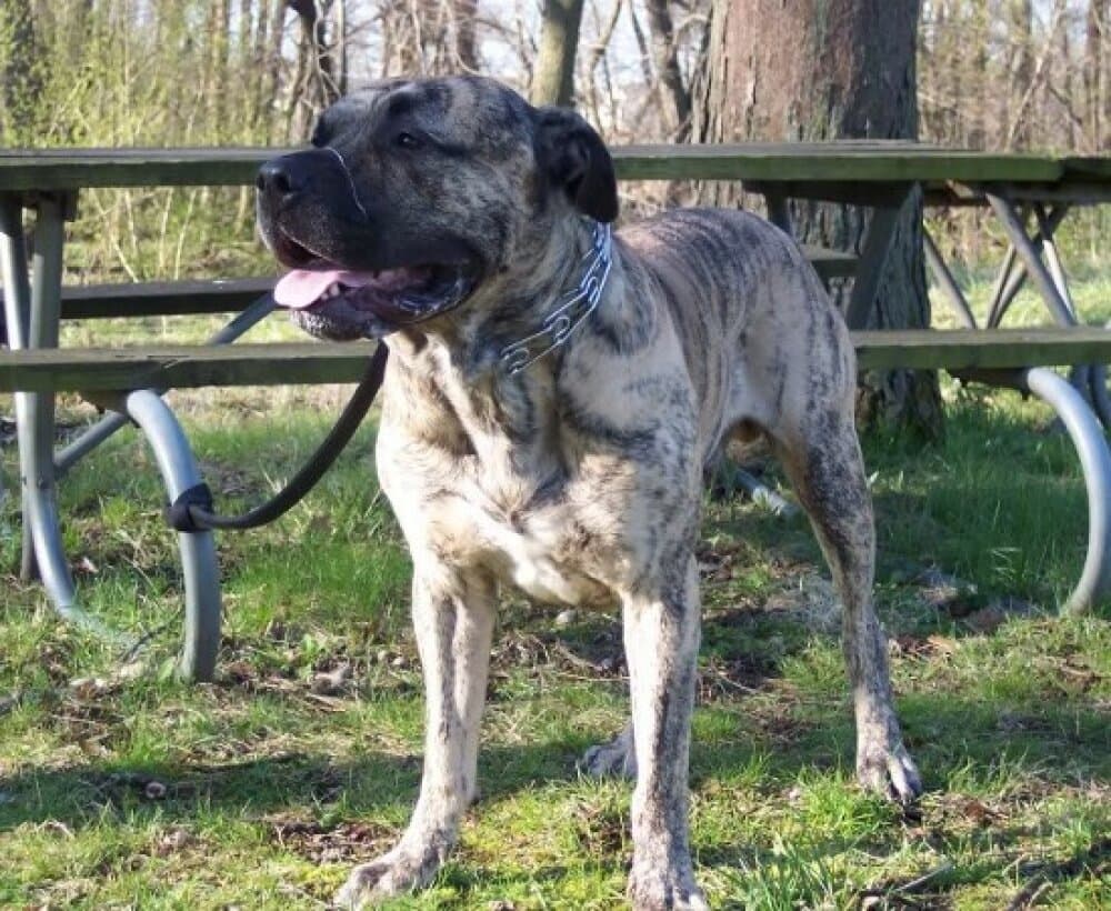 ORSON DE LEXA ESTATE GUARDIAN 1