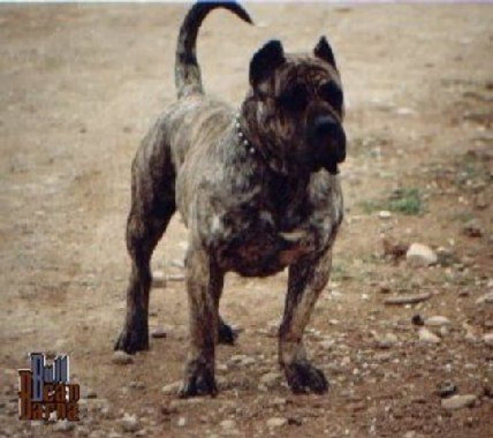 CONGO DE CASA DEL PRESA 1